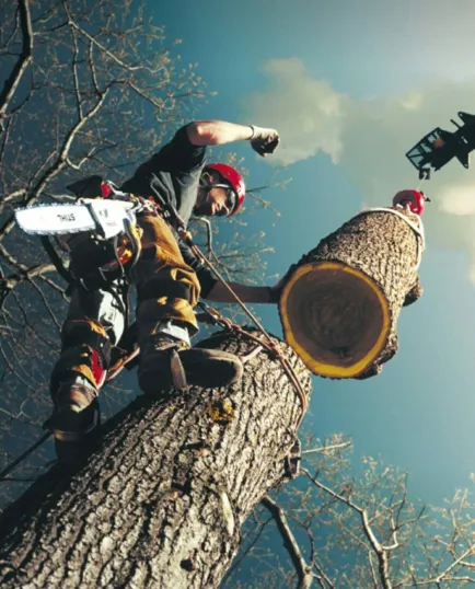 A worker on the side of a tree that is having a segment removed by a crane